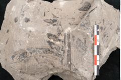 Foto (Detailansicht) von Araucaria haastii Ettingshausen (NHMW-GEO-2024-0188-10111a)